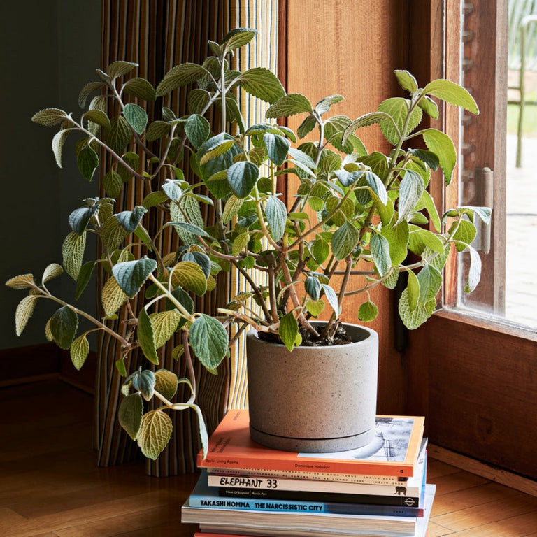 Straight Sided Plant Pot Grey Large | Hay | Insidestore