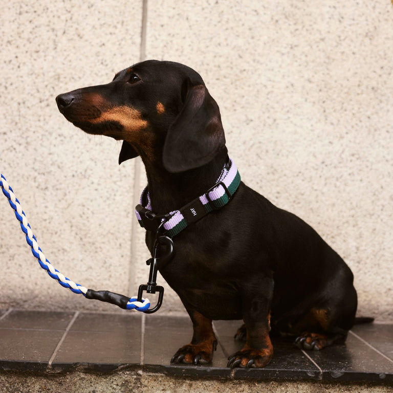 Dog Collar | Lavender & Green | HAY | Insidestore